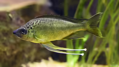 Ophthalmotilapia: Elegante Tanganjikasee-Cichliden für erfahrene Aquarianer