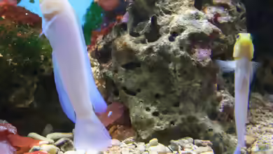 Opistognathus aurifrons im Aquarium halten