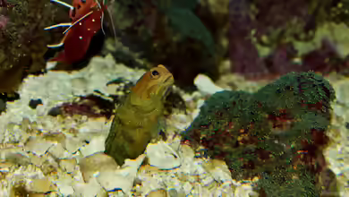 Opistognathus castelnaui im Aquarium halten