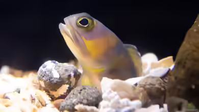 Opistognathus hopkinsi im Aquarium halten
