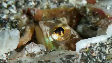 Opistognathus iyonis im Aquarium halten