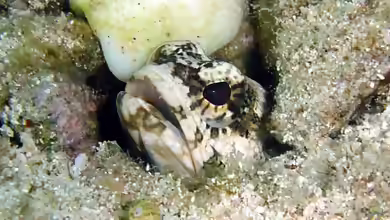 Opistognathus macrognathus im Aquarium halten
