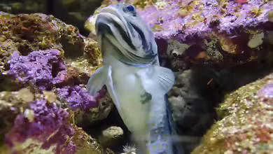 Opistognathus muscatensis im Aquarium halten