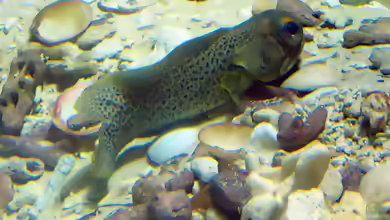 Opistognathus punctatus im Aquarium halten