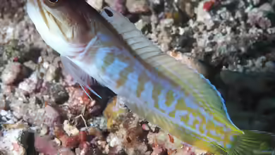Opistognathus randalli im Aquarium halten