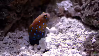 Opistognathus rosenblatti im Aquarium halten