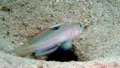 Oplopomus oplopomus im Aquarium halten