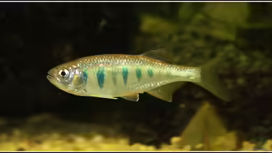Opsarius pulchellus im Aquarium halten