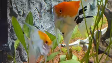 Optimales Futter für Skalare - Ernährung, die Gesundheit, Farben und Verhalten nachhaltig verbessert