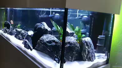 OptiWhite: Das ideale Glas für dein Aquarium?