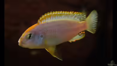 Orange Kappen am Ndumbi Reef , der Pseudotropheus sp. ???Persipax orange cap??? !