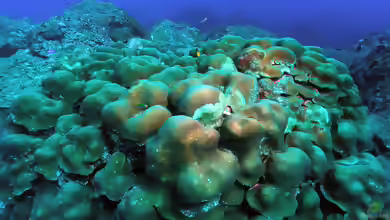 Orbicella annularis im Aquarium halten