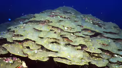 Orbicella franksi im Aquarium halten