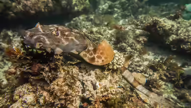 Orectolobus hutchinsi im Aquarium halten
