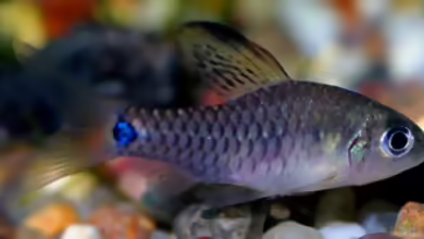 Oreichthys crenuchoides im Aquarium halten