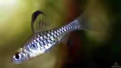 Oreichthys parvus im Aquarium halten