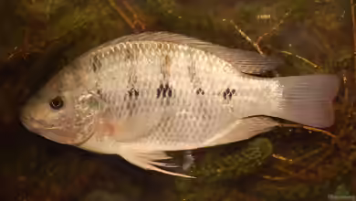 Oreochromis andersonii im Aquarium halten