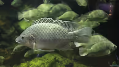Oreochromis mossambicus im Aquarium halten