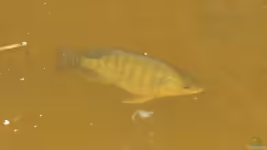 Oreochromis niloticus im Aquarium halten