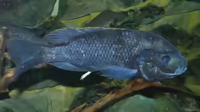 Oreochromis squamipinnis im Aquarium halten