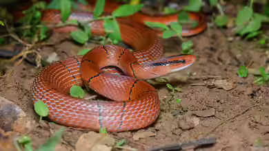Oreocryptophis porphyraceus im Terrarium halten