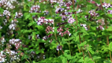 Origanum vulgare im Garten pflanzen