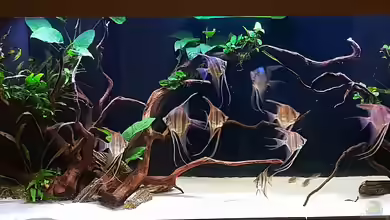 Orinoco Altum von Dani B