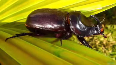 Oryctes monoceros im Terrarium halten