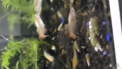 Oryzias latipes halten