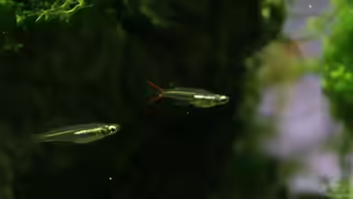 Oryzias mekongensis im Aquarium halten