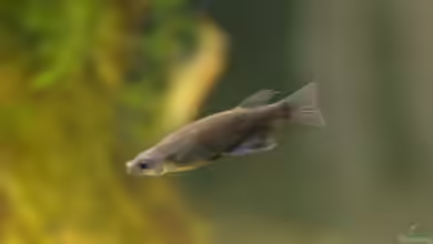 Oryzias nigrimas im Aquarium halten