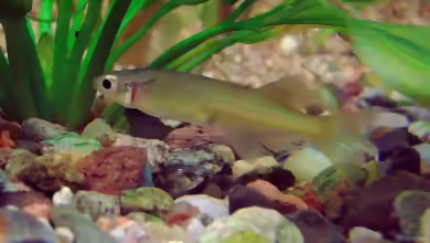 Oryzias sarasinorum im Aquarium halten