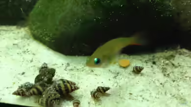 Oryzias woworae im Aquarium halten