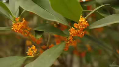 Osmanthus fragrans im Garten pflanzen
