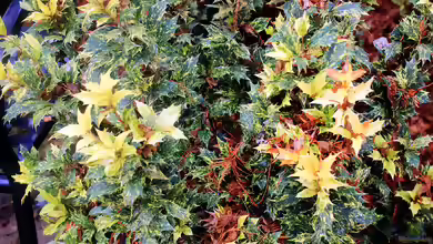 Osmanthus heterophyllus im Garten pflanzen