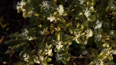 Osmanthus x burkwoodii im Garten pflanzen