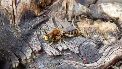 Osmia adunca im Garten