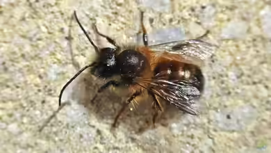 Osmia bicornis im Garten