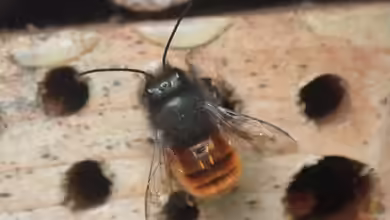 Osmia cornuta im Garten