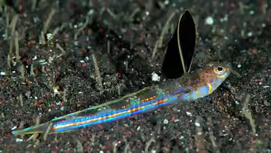 Osopsaron formosensis im Aquarium halten