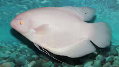 Osphronemus goramy im Aquarium halten