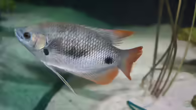 Osphronemus laticlavius im Aquarium halten