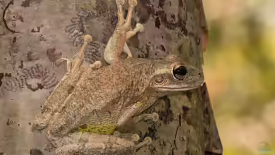 Osteopilus septentrionalis im Terrarium halten