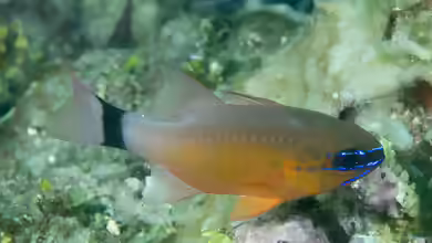 Ostorhinchus aureus im Aquarium halten