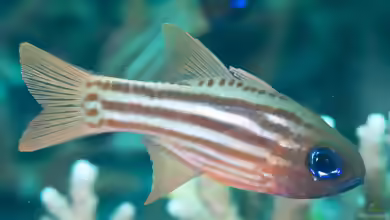 Ostorhinchus compressus im Aquarium halten