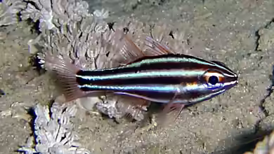 Ostorhinchus cookii im Aquarium halten