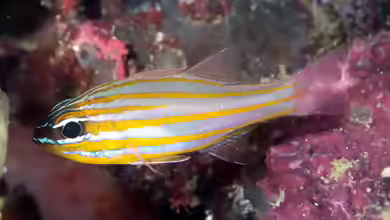 Ostorhinchus cyanosoma im Aquarium halten