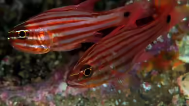 Ostorhinchus endekataenia im Aquarium halten