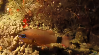 Ostorhinchus fleurieu im Aquarium halten