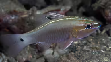 Ostorhinchus hartzfeldii im Aquarium halten